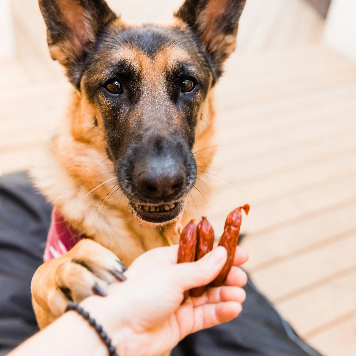The Butcher's Companion – Friandises pour chien aux saucisses 10 x 250 g – Recette au porc